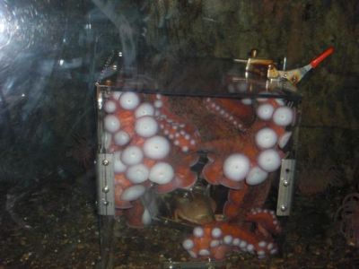 Curiosities and bonus pictures