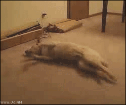Collection of funny gif animations (53 gifs)