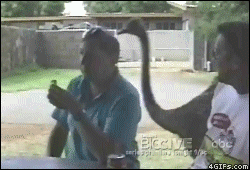 Collection of funny gif animations (53 gifs)