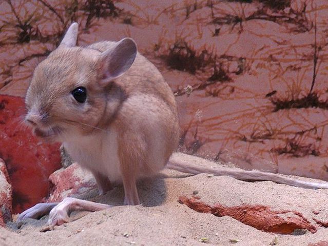 Animal of the day - Jerboa (21 pics + 2 videos)