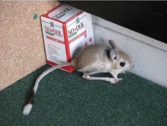 Animal of the day - Jerboa (21 pics + 2 videos)