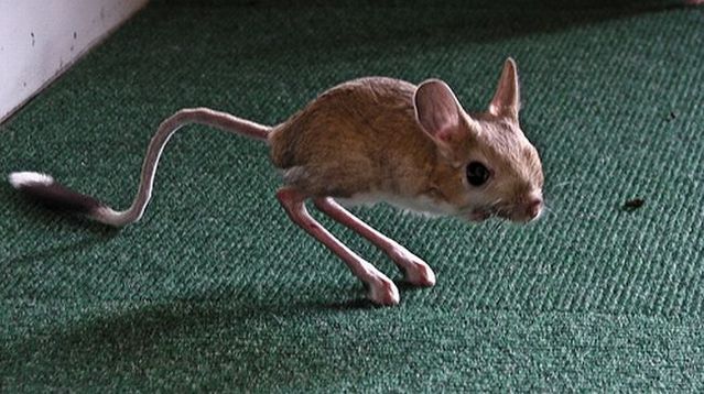 Animal of the day - Jerboa (21 pics + 2 videos)