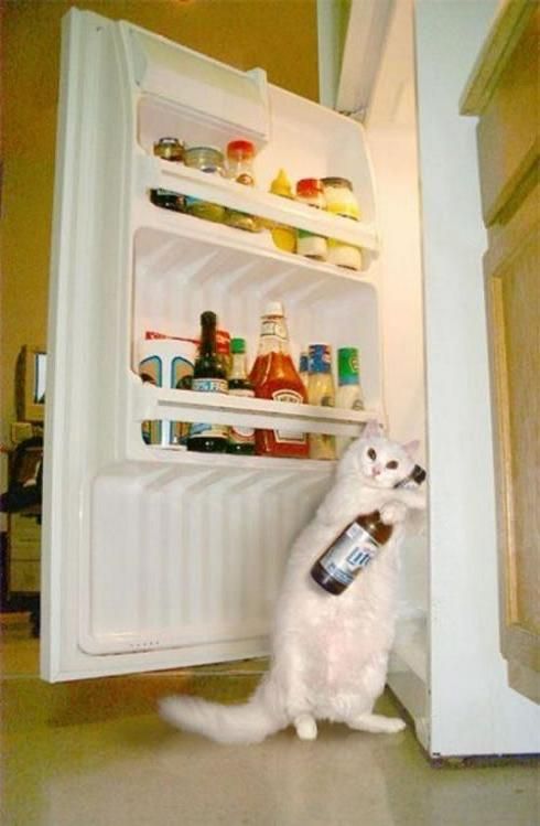 Daily picdump (102 pics)