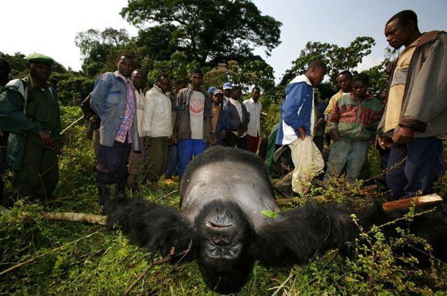 Life, death and money of mafia in the Congo (58 pics)