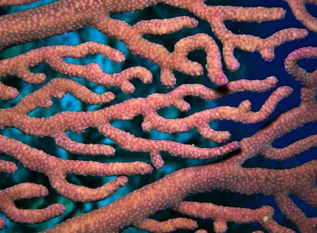 Beautiful Patterns in Nature from National Geographic. Part 2 (78 pics)