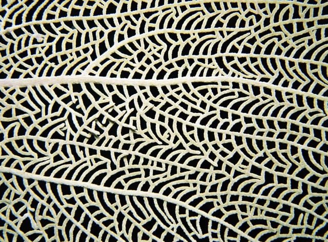 Beautiful Patterns in Nature from National Geographic. Part 2 (78 pics)