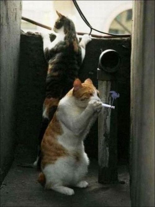 Daily picdump (173 pics)