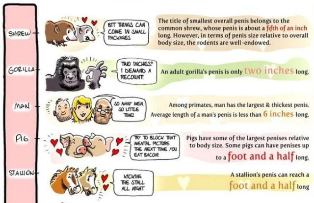 Penis Size Comparison Chart (3 pics) Penis Size Comparison Chart (3 pics)