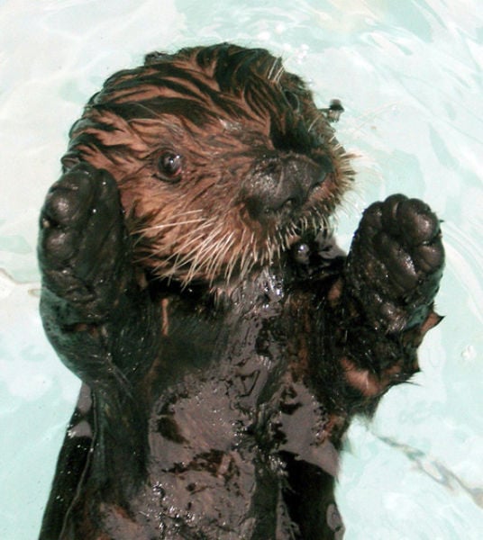 The BP Oil Leak Disaster: Animals Are the First Victims! (26 pics) The BP Oil Leak Disaster: Animals Are the First Victims! (26 pics)