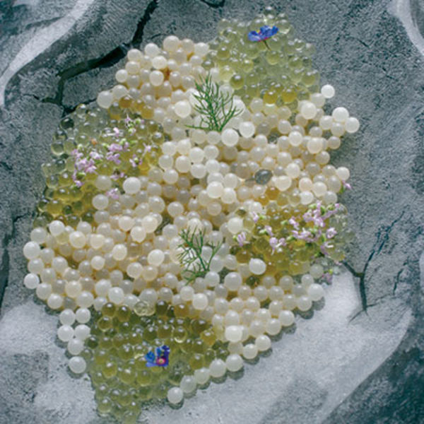 The Most Beautiful Dishes around the Globe