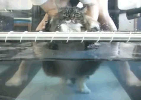 Friday Gif Selection