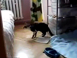 Friday Gif Selection