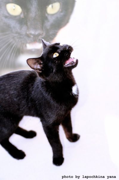 New Vladimir Putin’s personal photographer