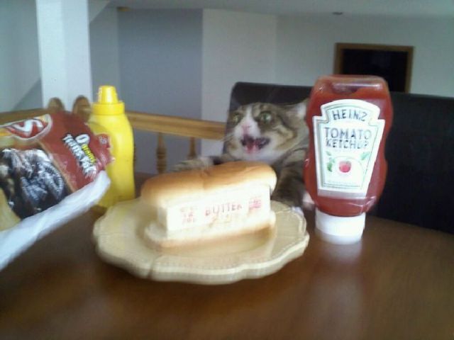 Morning Picdump