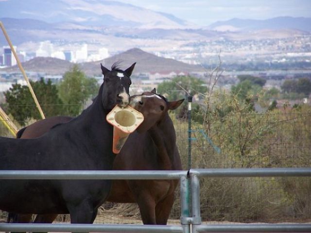 daily picdump 86 pics 11.html - 86 HD Photos | Premium Gallery 2011