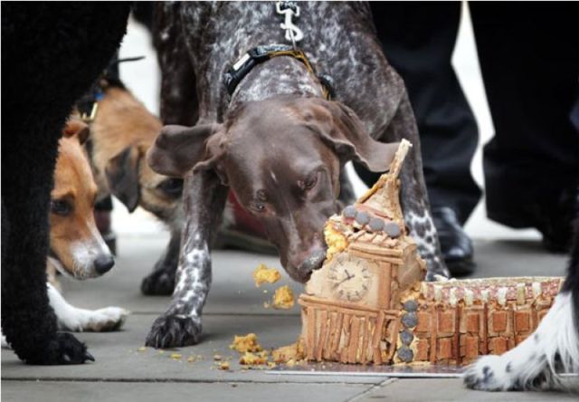 daily picdump 88 pics 39.html - 88 HD Photos | Premium Gallery 2011