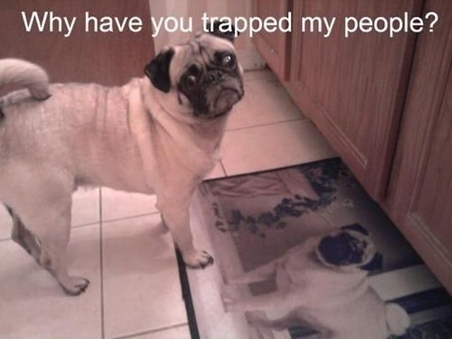 Daily Picdump