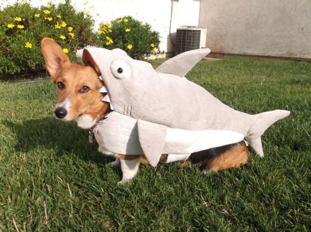 Daily Picdump