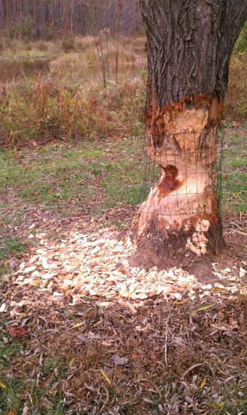 daily picdump 101 pics 11.html - 101 HD Photos | Premium Gallery 2011