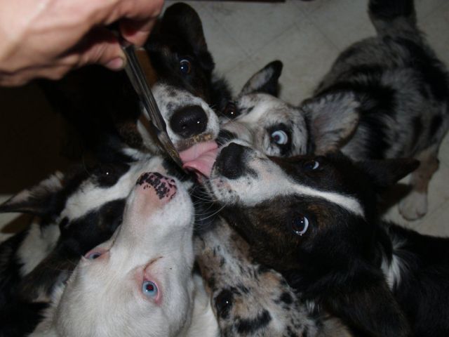 daily picdump 101 pics 11.html - 101 HD Photos | Premium Gallery 2011