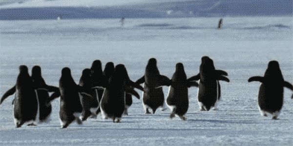 Adorable Penguin Gifs