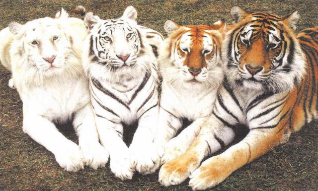 daily picdump 86 pics 42.html - 86 HD Photos | Premium Gallery 2012