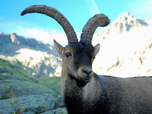 Animals That Are Recently Extinct