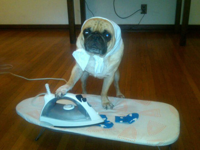 That Is One Hell of a Pug