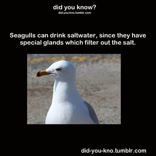 Fascinating Trivia That’s Good to Know