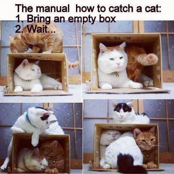 Morning Picdump