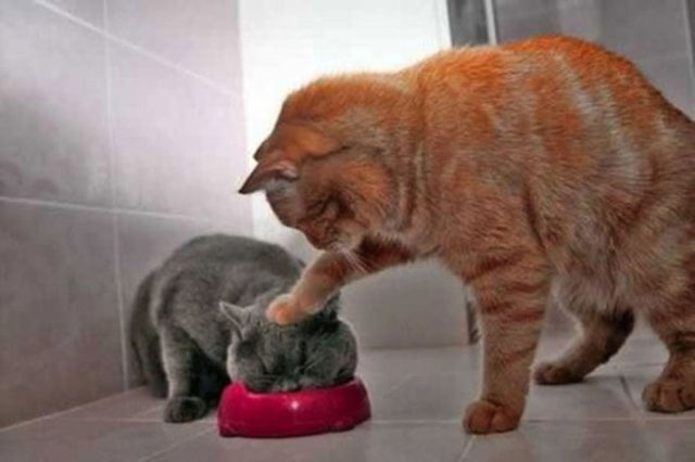 Amazing Photos of Animals Caught in the Act