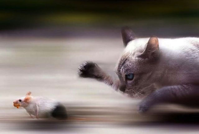 Amazing Photos of Animals Caught in the Act