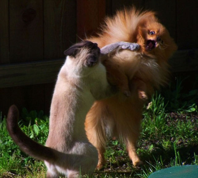 Amazing Photos of Animals Caught in the Act