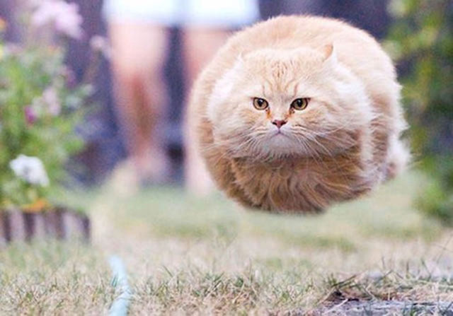 Amazing Photos of Animals Caught in the Act