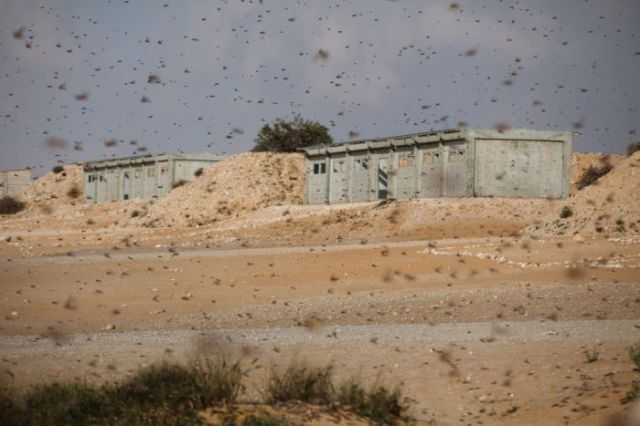 Beware the Locust Invasion