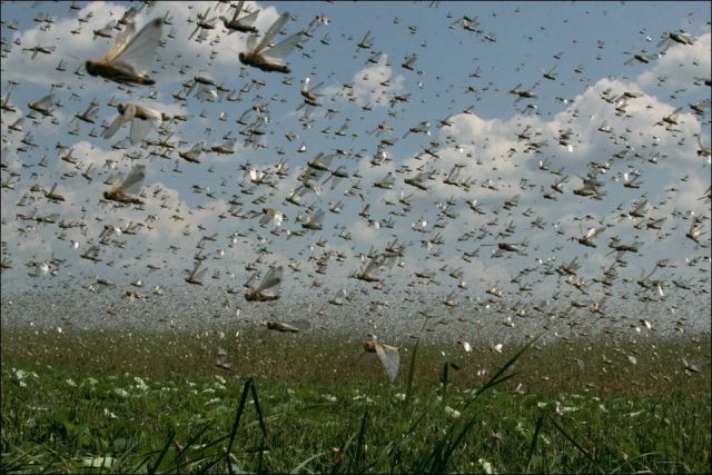 Beware the Locust Invasion