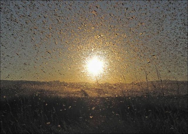 Beware the Locust Invasion