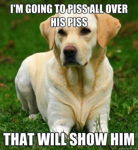 Daily Picdump