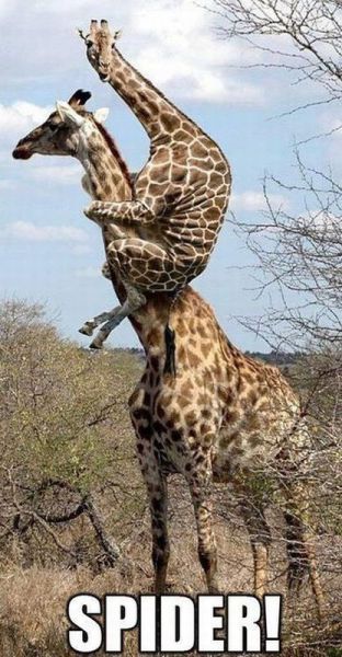 Daily Picdump [WEEKEND EDITION]