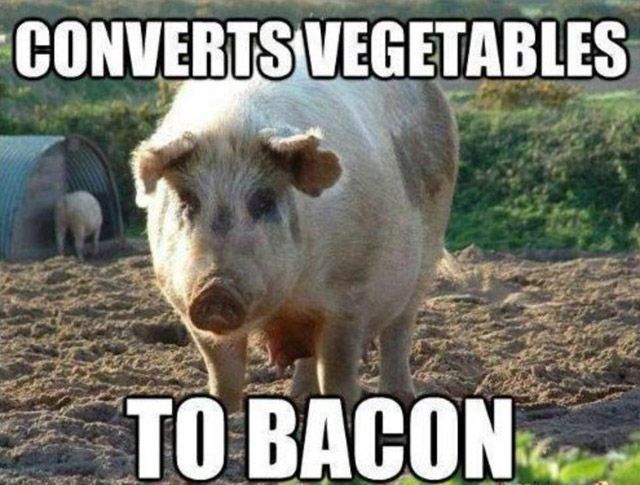 Daily Picdump [WEEKEND EDITION]