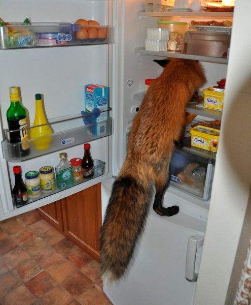Daily Picdump [WEEKEND EDITION]