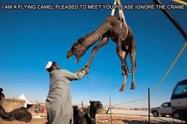 Morning Picdump