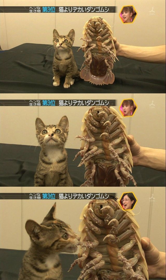 Morning Picdump
