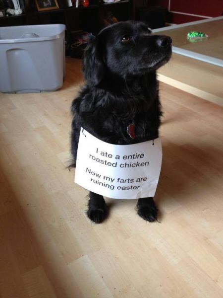 Daily Picdump