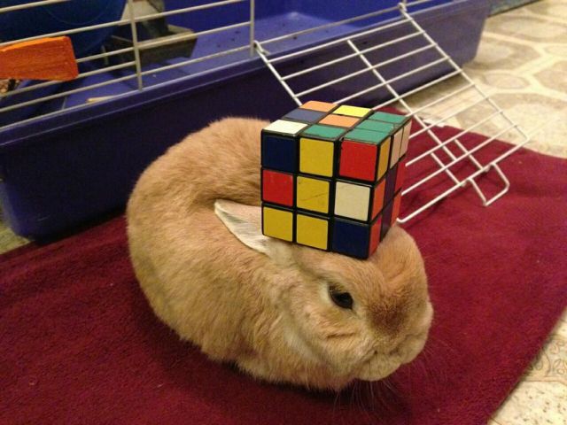 Morning Picdump