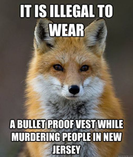 Get Your Fact Fix with This Great Fox Meme