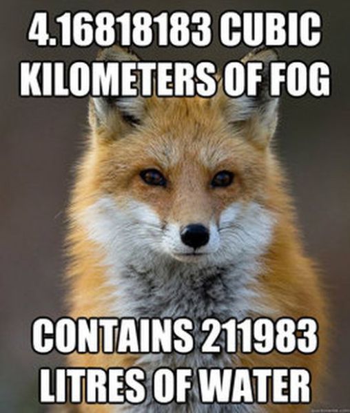 Get Your Fact Fix with This Great Fox Meme
