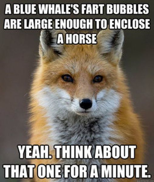 Get Your Fact Fix with This Great Fox Meme