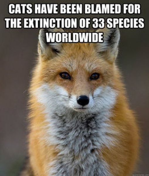 Get Your Fact Fix with This Great Fox Meme
