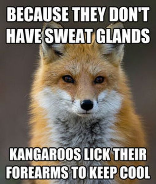 Get Your Fact Fix with This Great Fox Meme